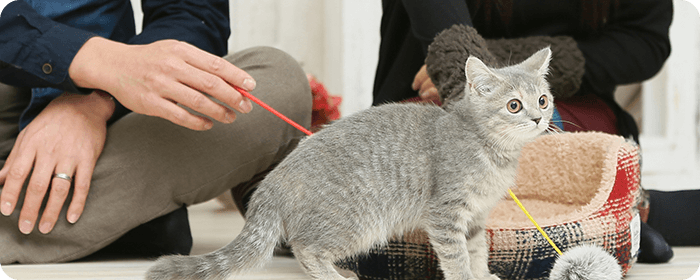 猫ちゃんの飼主様へ